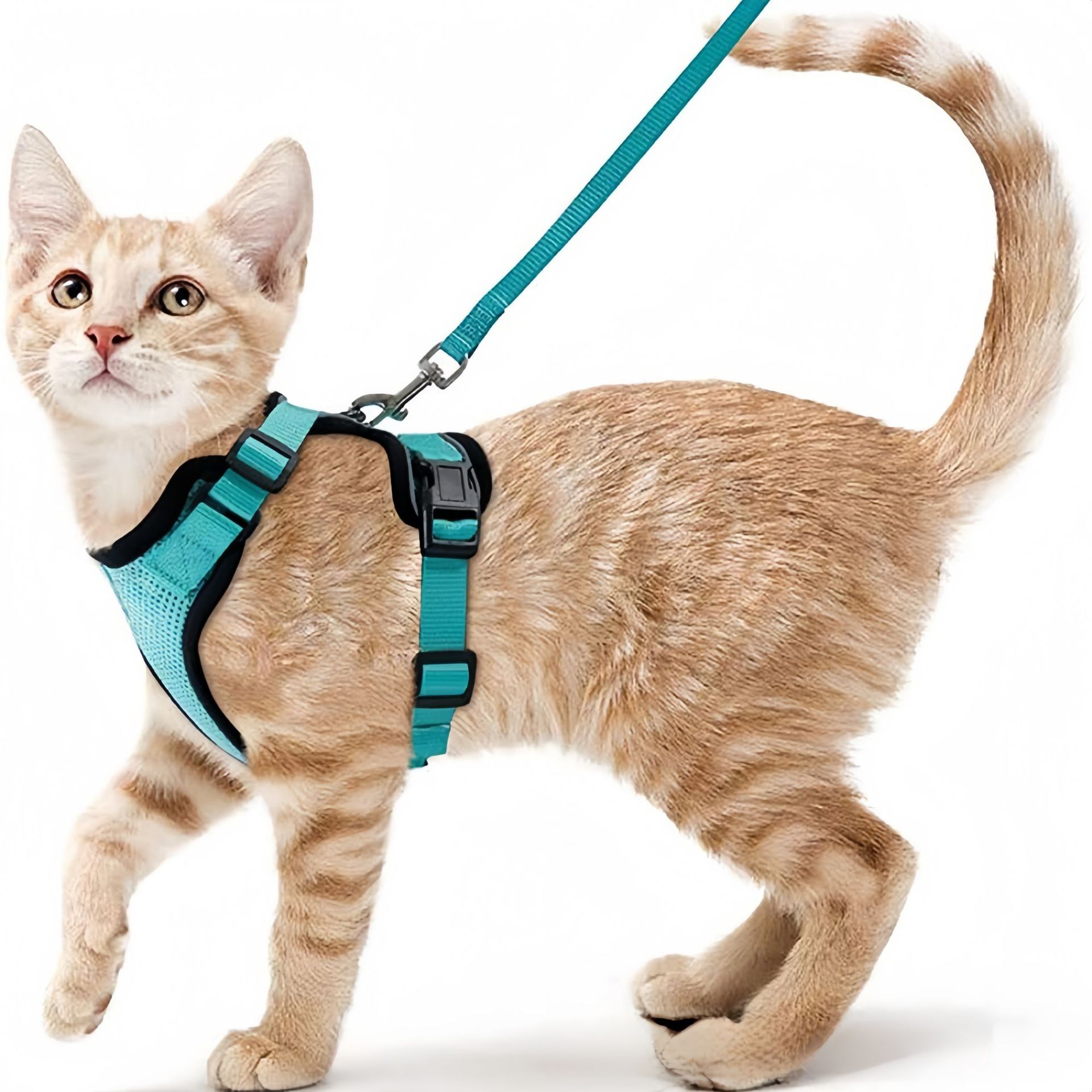 Pet Supplies Amazon - Amazon pet chest strap cat reflective